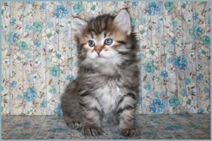 Female Siberian Kitten from Deedlebug Siberians